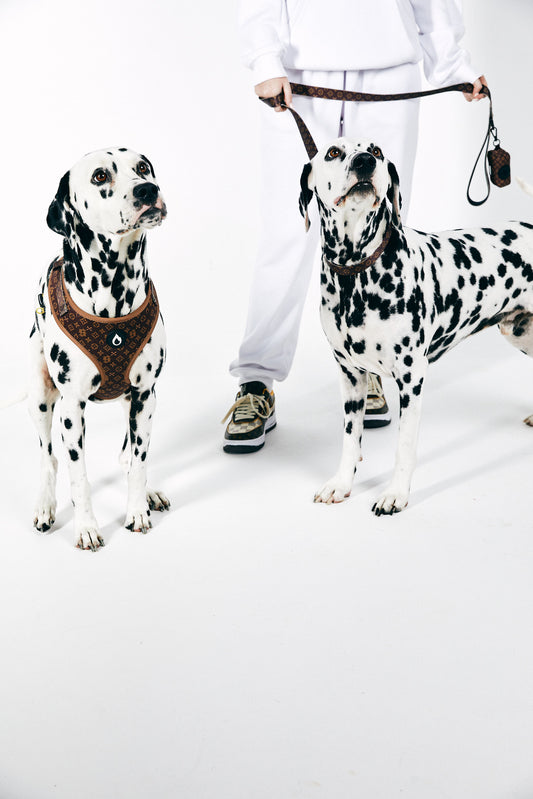 harness, collar, leash, poo bagkim Kar-dachshund, australian, brown, sizzzle dog accessories, adjustable, affordable, custom prints, pet supplies, designer