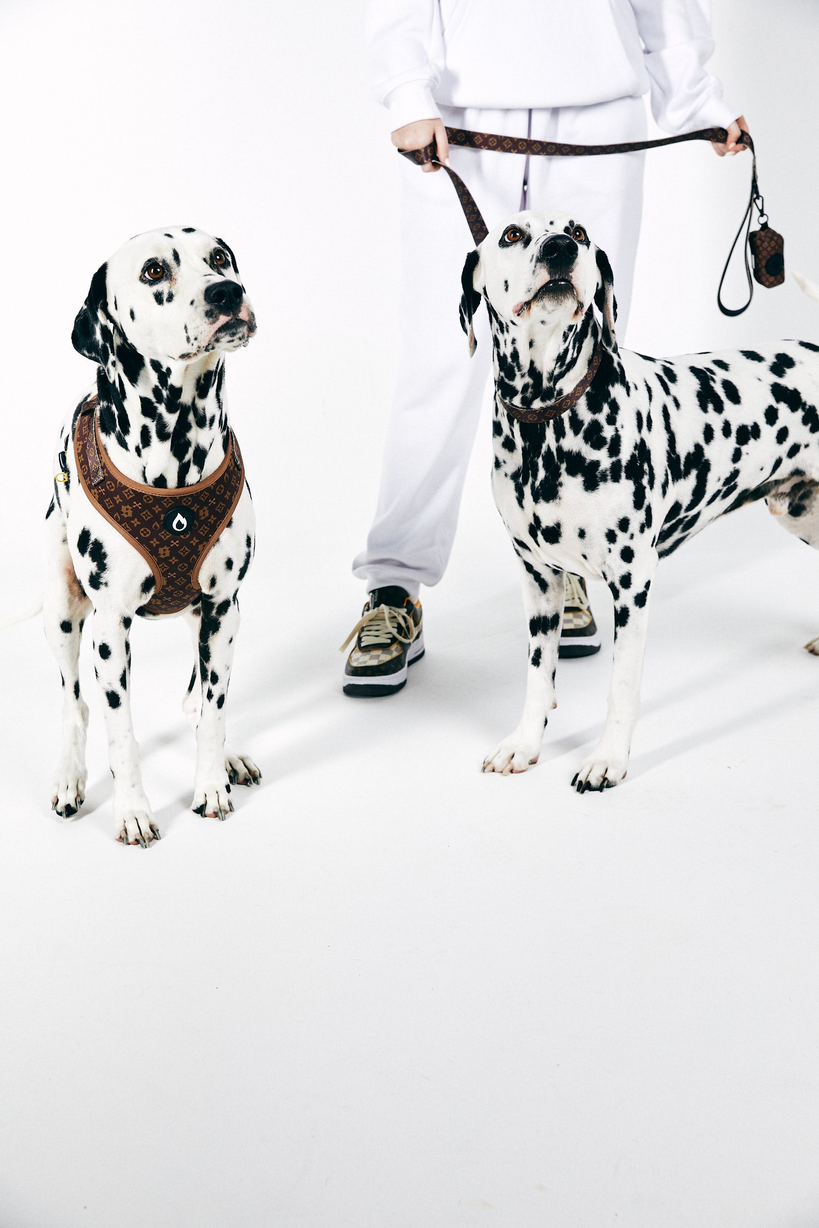 dog leash, puppy leash kim kar-dachshund, australian, brown, sizzzle dog accessories, adjustable, affordable, custom prints, pet supplies, designer