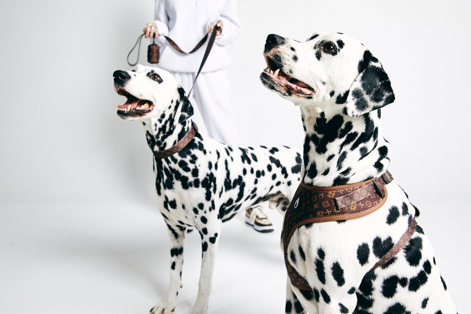 dog collar, puppy collar, kim kar-dachshund, australian, brown, sizzzle dog accessories, adjustable, affordable, custom prints, pet supplies, designer