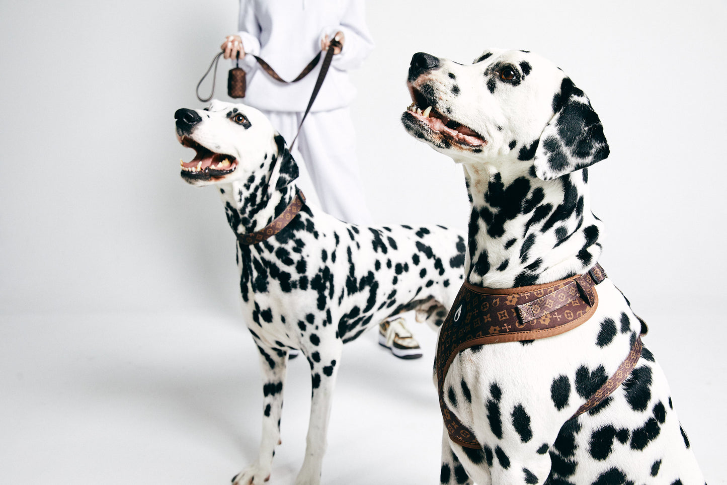dog harness, puppy harness, kim kar-dachshund, australian, brown, sizzzle dog accessories, adjustable, affordable, custom prints, pet supplies, designer