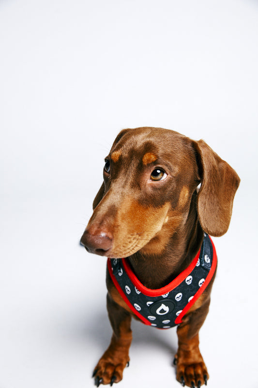 dog harness, dog collar, dog leash, dog poo bag, notorious dog, australian, red, skulls, white, black, sizzzle dog accessories, adjustable, affordable, custom prints, pet supplies, designer