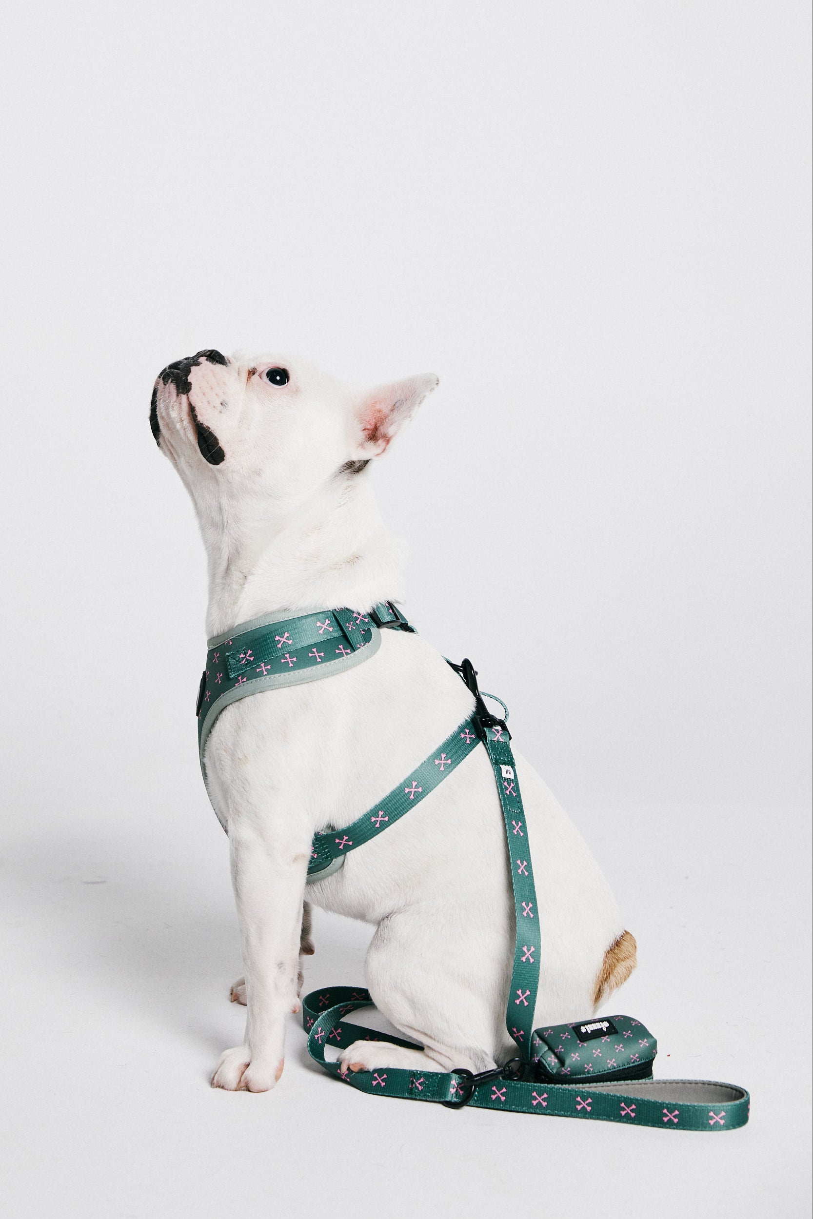 dog harness, puppy harness, jon bone jovi, australian, green, pink, bones, sizzzle dog accessories, adjustable, affordable, custom prints, pet supplies, designer