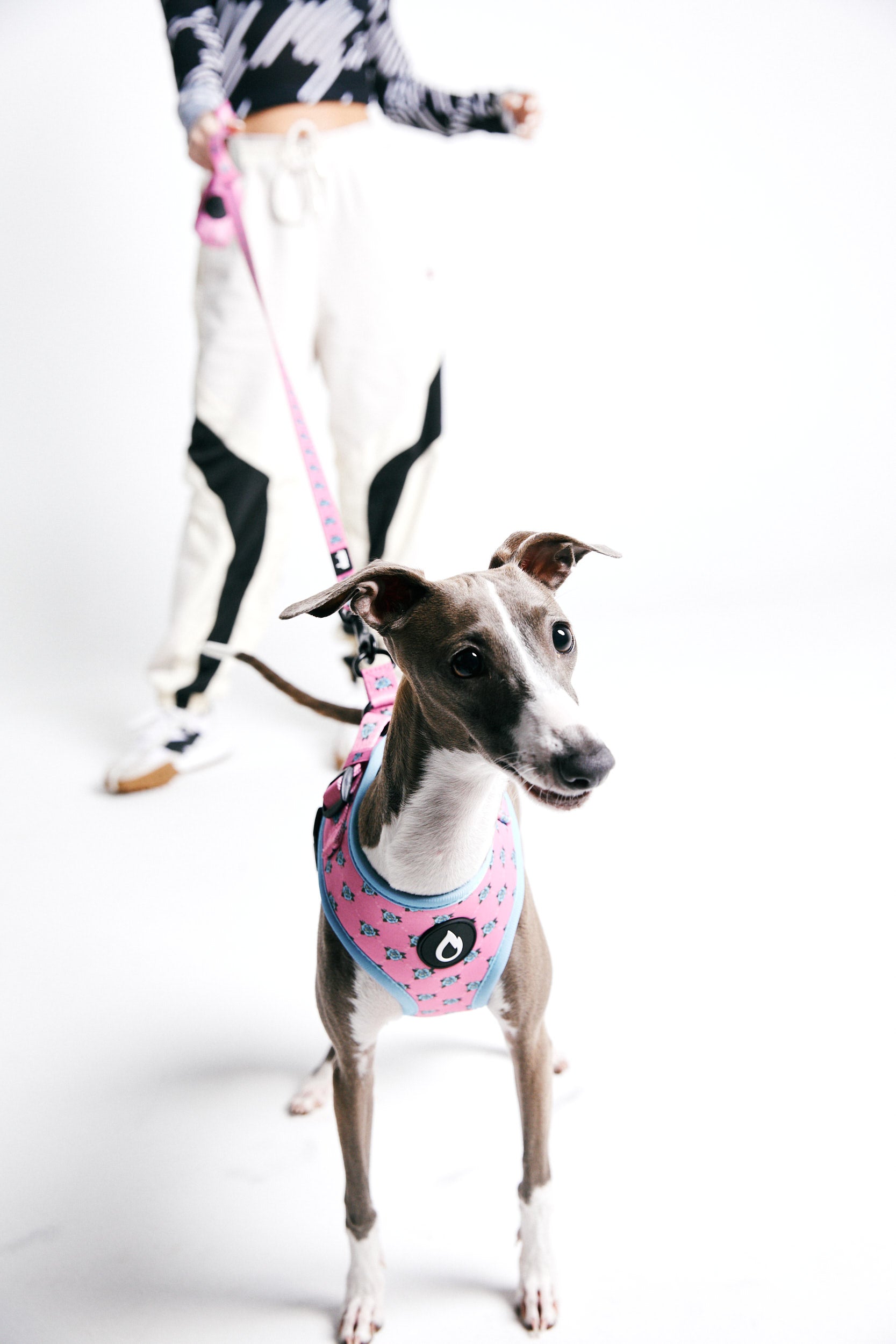 dog harness, puppy harness, sarah jessica barker, australian, flowers, pink, blue, sizzzle dog accessories, adjustable, affordable, custom prints, pet supplies, designer